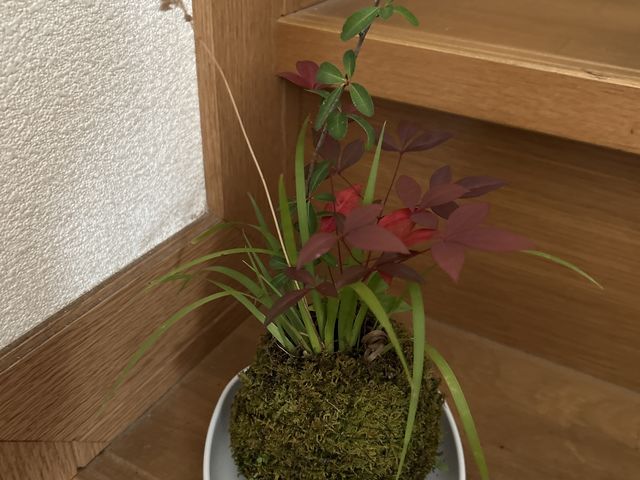 ���C�ɓ���_�L�b�`���G�� �ۋ� SAKURAS