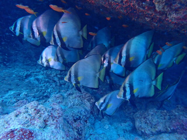 �A�J�N�N��_�����C�g�Ί_���_�C�r���O�V���b�v