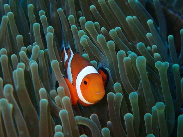 �J�N���N�}�m�~_�����C�g�Ί_���_�C�r���O�V���b�v