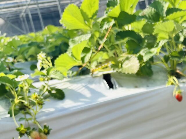 �c�O�ł��B_�X��䕉�