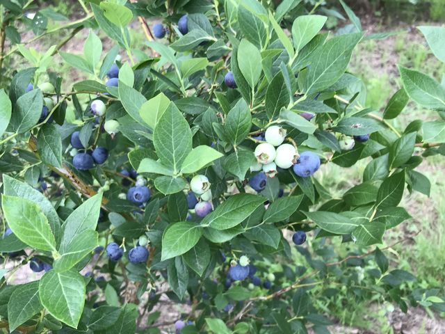 �����ɂȂ��Ă��܂����B_����_�� �����