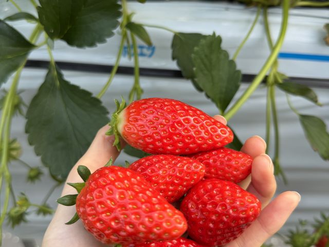 �^���Ԃő傫�ȃC�`�S_�����̂������_��