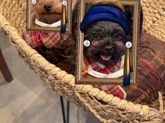 �T�W���n�X�t�@�[���@�x���[�K�[�f���̎ʐ^1