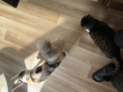 ���e��W�^�L�J�t�F�@�L�̂ւ�̎ʐ^2