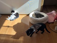 ���e��W�^�L�J�t�F�@�L�̂ւ�̎ʐ^3