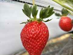 SEN's Berry Farm�̎ʐ^1