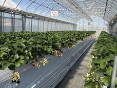 �˂����t�@�[���̎ʐ^1