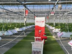 �̂������Sugar Berry ���˂������_���ւ̓��e�ʐ^1