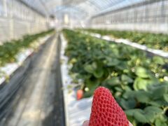 �V�~�Y�t�@�[���̎ʐ^1