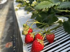 �V�~�Y�t�@�[���̎ʐ^2