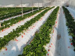 �t���[�c�̗��@�c����̎ʐ^1