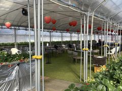 �₿�܂� ���R�t�@�[���̎ʐ^2