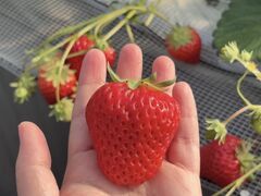 �₿�܂� ���R�t�@�[���̎ʐ^1