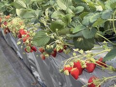 �₿�܂� ���R�t�@�[���̎ʐ^2