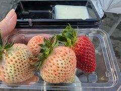 �A�N�A���}�� ���쉀�̎ʐ^1