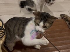 �ی�L�J�t�F�@�Ђ��܂荆�̎ʐ^1