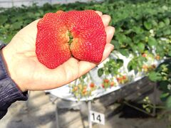 ���z�l�_���̎ʐ^1