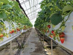 ���z�l�_���̎ʐ^2