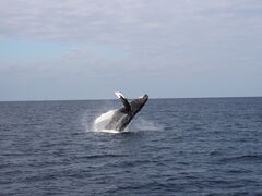 ����A�C�����h�N���[�̎ʐ^1