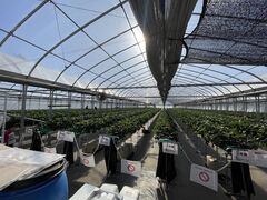 �I�A�V�X�t�@�[�����ԓ�{�؂̎ʐ^1