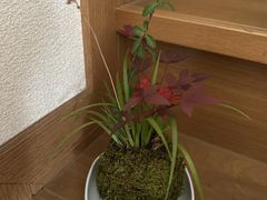 �L�b�`���G�� �ۋ� SAKURAS�̎ʐ^1