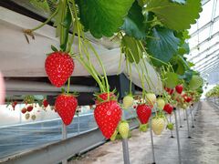 �C�ӂ̂��������̎ʐ^1