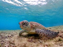 �{��blue�܂ق�΂̎ʐ^1