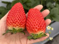 ����_���̎ʐ^1