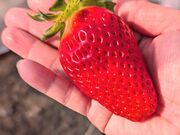 �܂肳��̂Ȃ������̓��e�ʐ^2