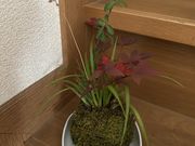 �Ⴟ��񂳂�̃L�b�`���G�� �ۋ� SAKURAS�̓��e�ʐ^1