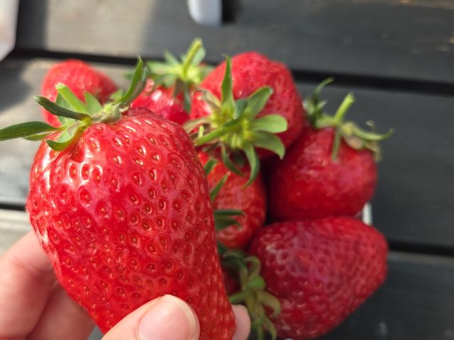 ��̂Ђ�T�C�Y�̑傫�ȃC�`�S_���c�_��