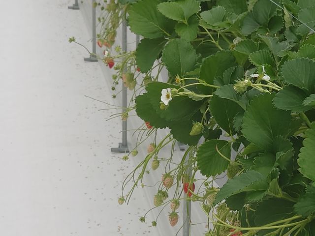 �������������Ő��̂���R�L��܂����B_RF�t�@�[��