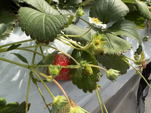 ����Ȋ����ɂ������Ȃ��ł�_�쓇��������