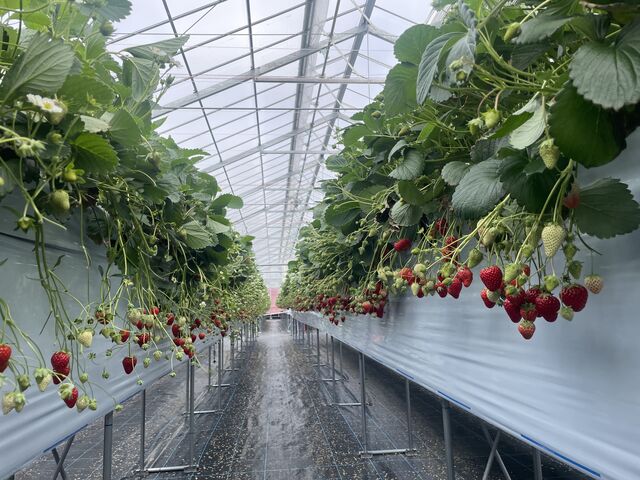 �ʐ^�ł͋����͌����Ȃ��Ǝv���܂����c�B_�������K�[�f�� ������