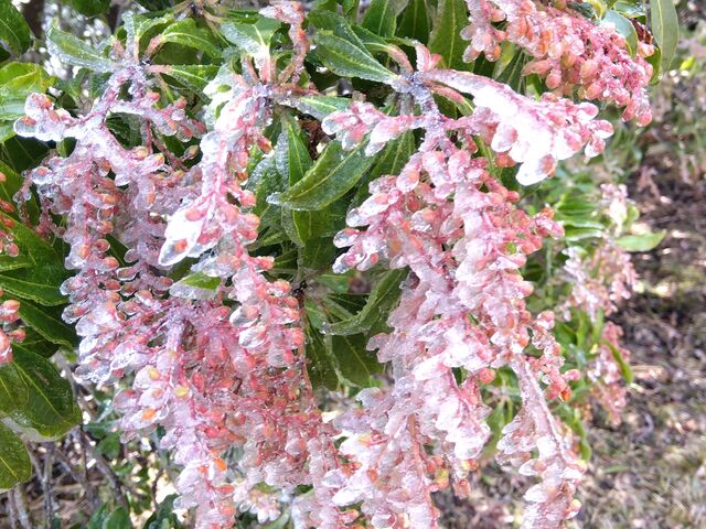 �Ԃ��X�ɕ�܂��_�ʕ{���[�v�E�F�C