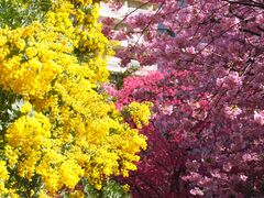 �j�R����񂳂�̓s�c�󑐐� ���O�w�ւ̓��e�ʐ^1