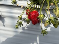 ��߂���䕃n�E�X�̎ʐ^2