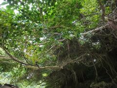 ��傳��̐Ί_�� ADVENTURE PiPi�ւ̓��e�ʐ^1