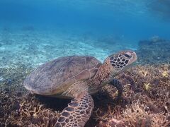 OKIDOKI�}�����c�A�[�{�Ó��̎ʐ^1