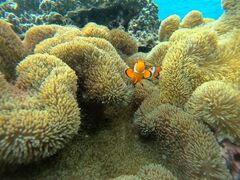 OKIDOKI�}�����c�A�[�{�Ó��̎ʐ^1