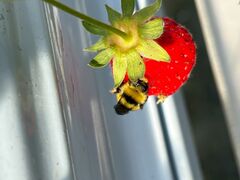 �����ʎ��H�[�̎ʐ^1