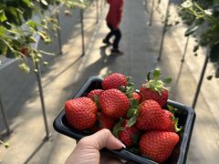 joumonfarm�i���傤����ӂ��[�ށj�̎ʐ^1