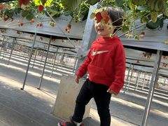 joumonfarm�i���傤����ӂ��[�ށj�̎ʐ^2