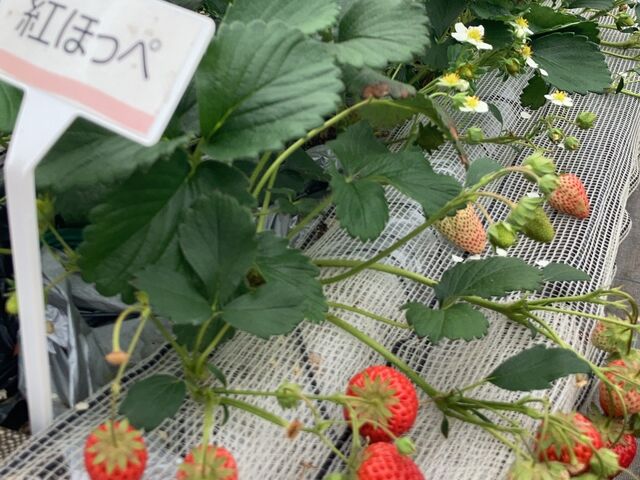 ���낢��Ȏ�ނ̂������𖡂키���Ƃ��ł��܂����B_�₿�܂� ���R�t�@�[��