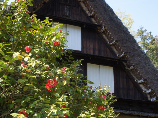 �Ԃ��ւ���������ɉf���܂�_���R���A����