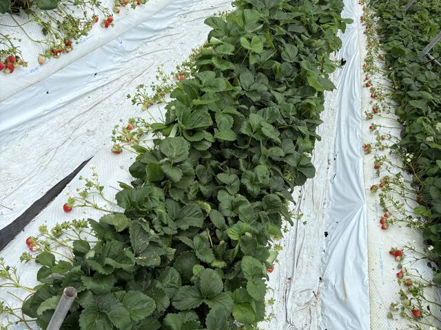 ��������̒r�c���������̓��e�ʐ^1