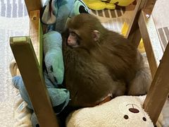 �����郉���h���A�j�^�E���̎ʐ^1