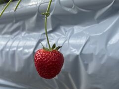 �c�������_���̎ʐ^1