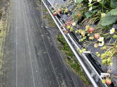 ����񂳂��(�L)�G�X.�G�X.�P�C�ւ̓��e�ʐ^1