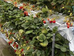 �V���񂾔_�����ȉ��̎ʐ^1